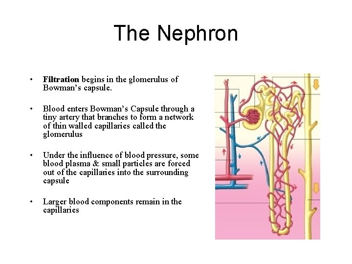 The Nephron • Filtration begins in the glomerulus of Bowman’s capsule. • Blood enters