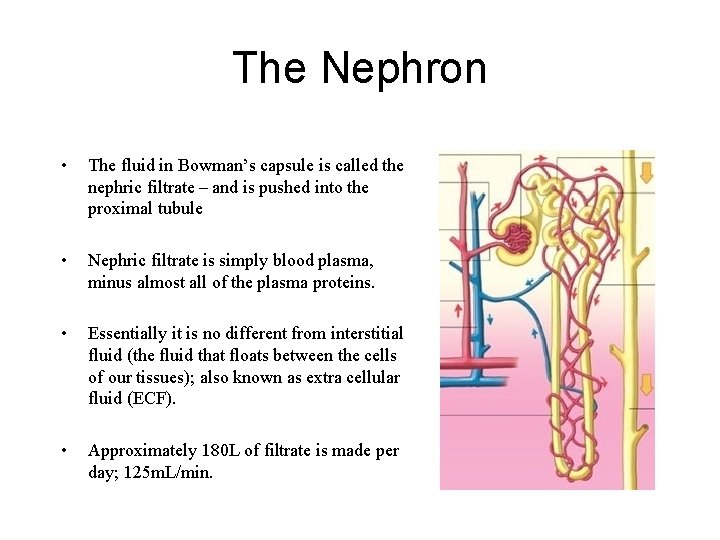 The Nephron • The fluid in Bowman’s capsule is called the nephric filtrate –