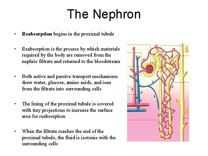 The Nephron • Reabsorption begins in the proximal tubule • Reabsorption is the process