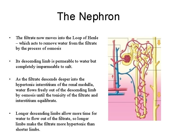 The Nephron • The filtrate now moves into the Loop of Henle – which