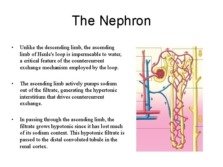 The Nephron • Unlike the descending limb, the ascending limb of Henle's loop is