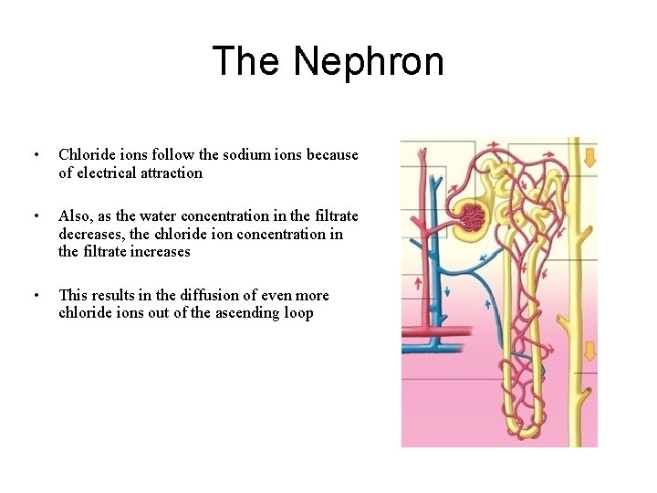 The Nephron • Chloride ions follow the sodium ions because of electrical attraction •