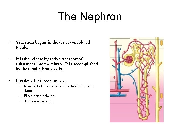 The Nephron • Secretion begins in the distal convoluted tubule. • It is the