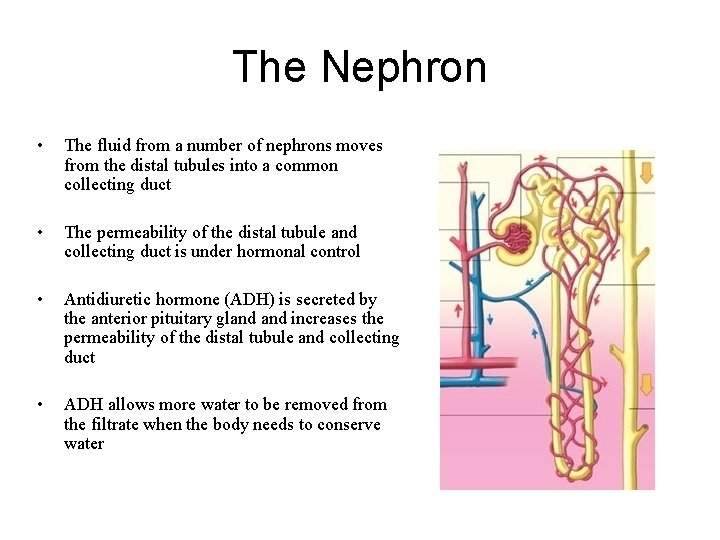 The Nephron • The fluid from a number of nephrons moves from the distal