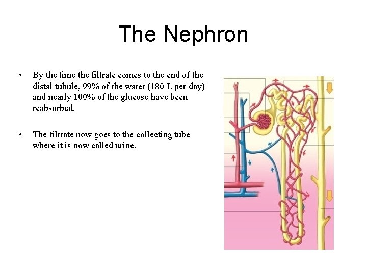 The Nephron • By the time the filtrate comes to the end of the