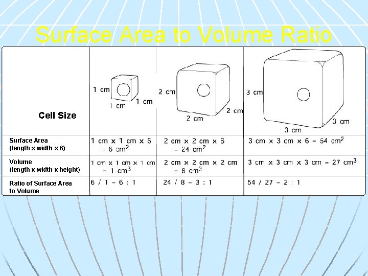 Surface Area to Volume Ratio Cell Size Surface Area (length x width x 6)