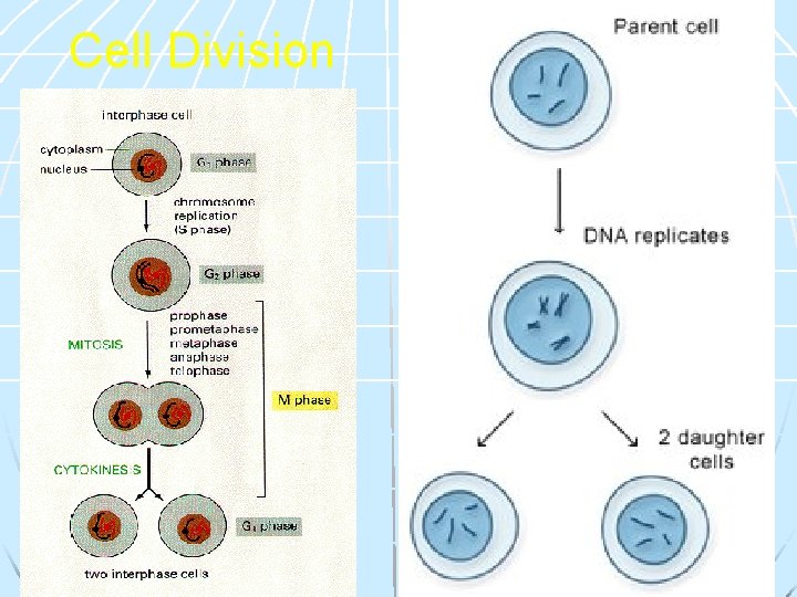 Cell Division 