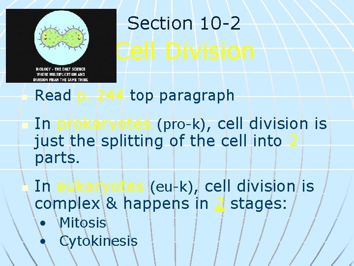 Section 10 -2 Cell Division n Read p. 244 top paragraph In prokaryotes (pro-k),