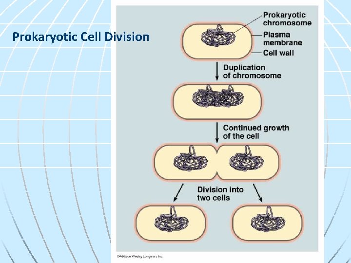 Prokaryotic Cell Division 