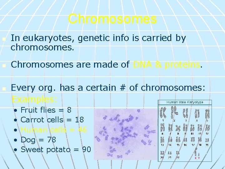 Chromosomes n n n In eukaryotes, genetic info is carried by chromosomes. Chromosomes are