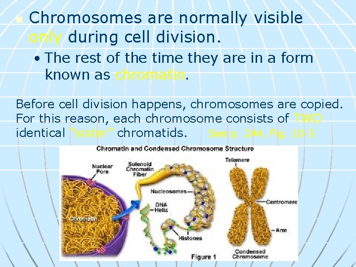 n Chromosomes are normally visible only during cell division. • The rest of the
