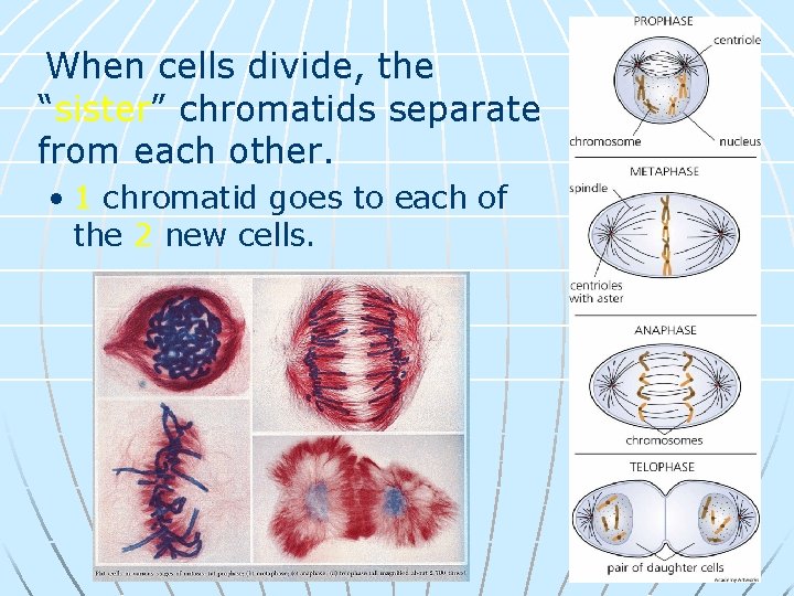 When cells divide, the “sister” chromatids separate from each other. • 1 chromatid goes