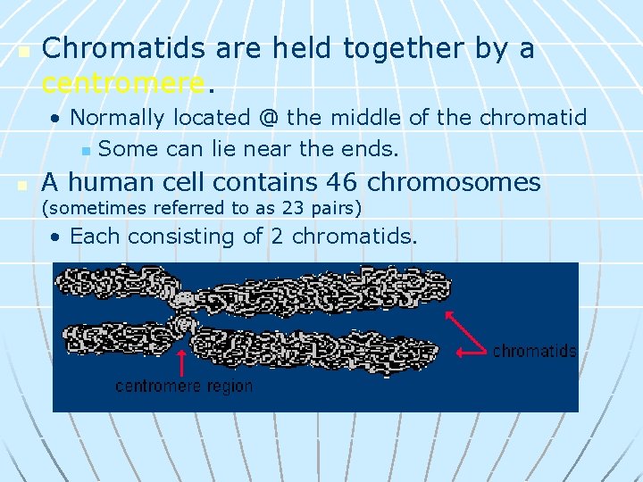 n Chromatids are held together by a centromere. • Normally located @ the middle