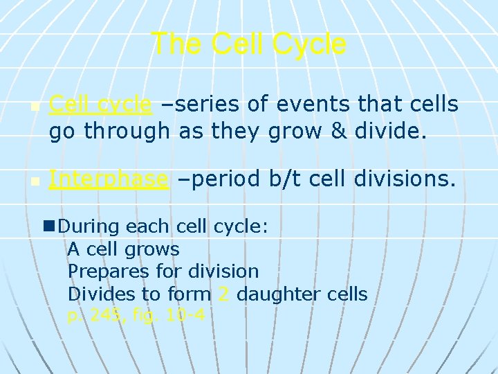The Cell Cycle n n Cell cycle –series of events that cells go through