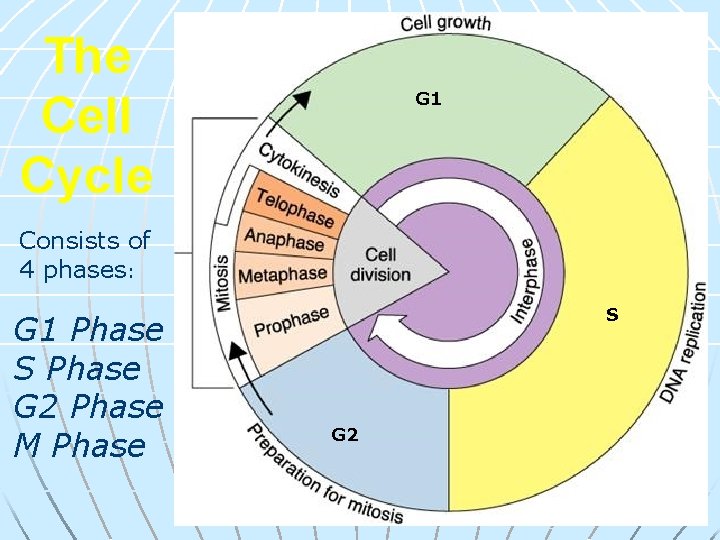 The Cell Cycle G 1 Consists of 4 phases: G 1 Phase S Phase