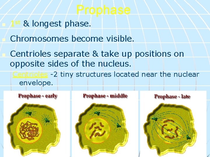 Prophase n 1 st & longest phase. n Chromosomes become visible. n Centrioles separate