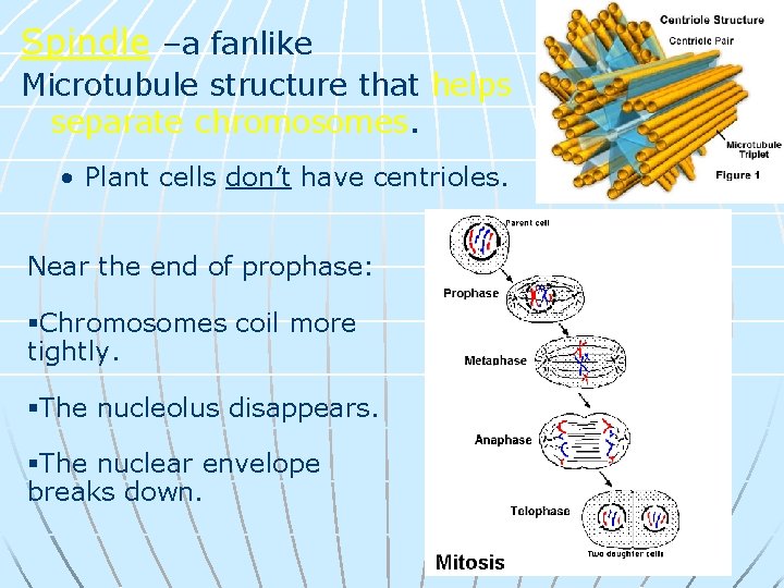 Spindle –a fanlike Microtubule structure that helps separate chromosomes. • Plant cells don’t have