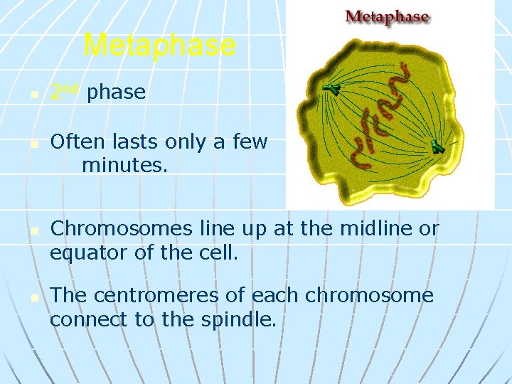 Metaphase n n 2 nd phase Often lasts only a few minutes. Chromosomes line