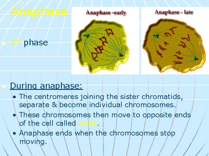 Anaphase n 3 rd phase n During anaphase: • The centromeres joining the sister