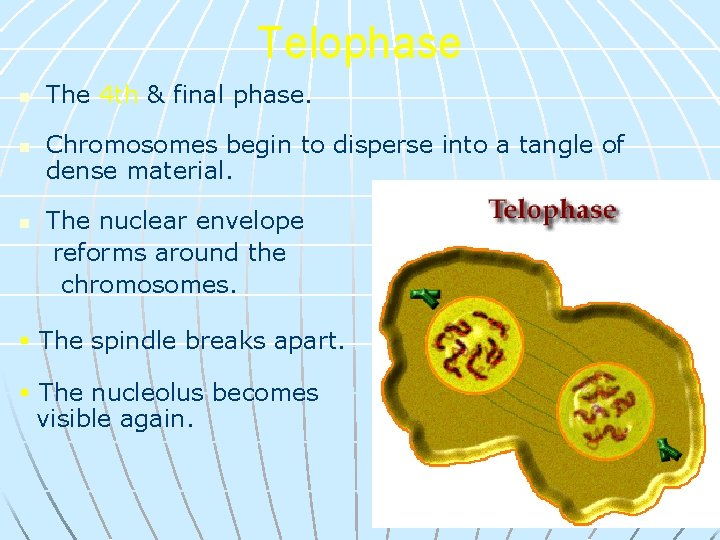 Telophase n n n The 4 th & final phase. Chromosomes begin to disperse