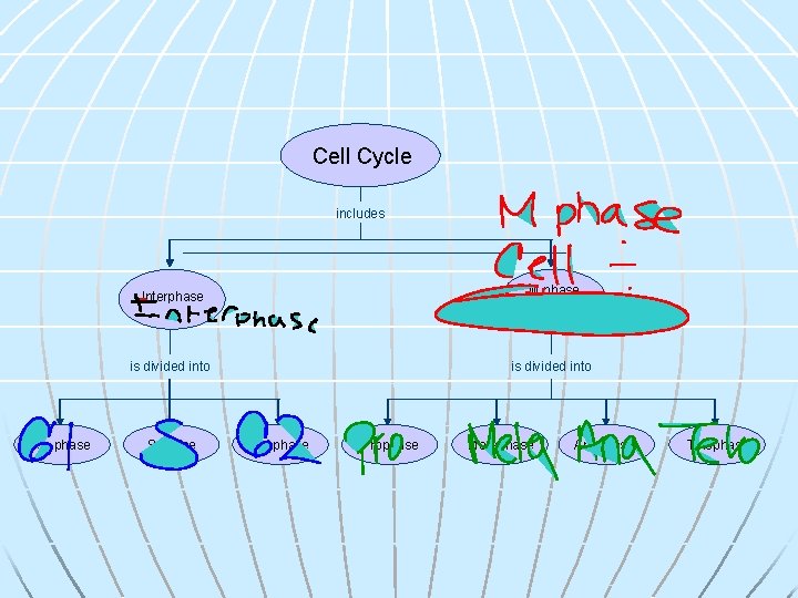Cell Cycle includes G 1 phase Interphase M phase (Mitosis) is divided into S