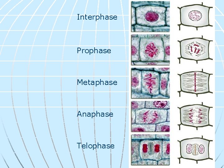 Interphase Prophase Metaphase Anaphase Telophase 