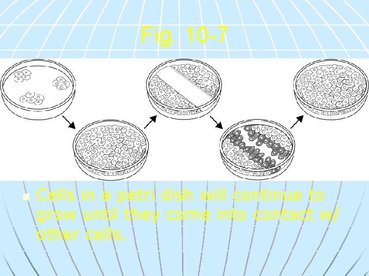 Fig. 10 -7 n Cells in a petri dish will continue to grow until