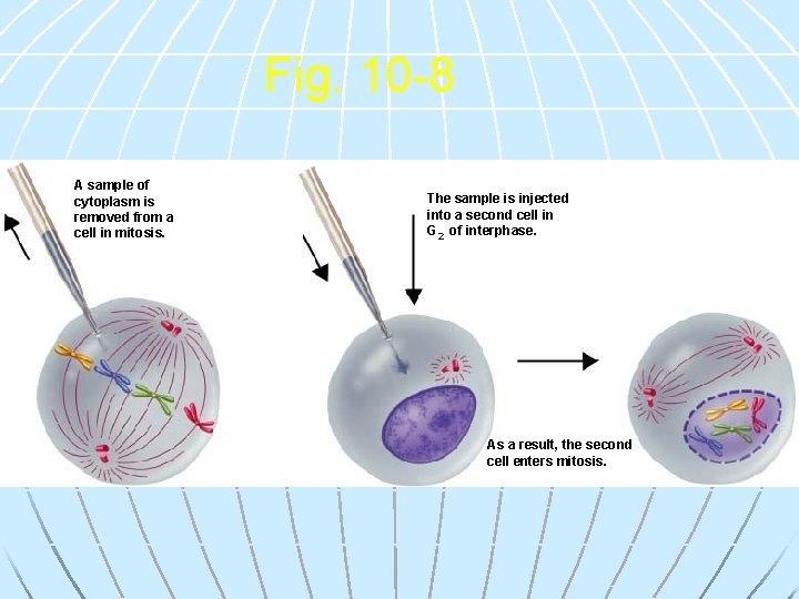 Fig. 10 -8 A sample of cytoplasm is removed from a cell in mitosis.