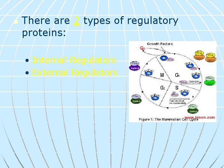 n There are 2 types of regulatory proteins: • Internal Regulators • External Regulators