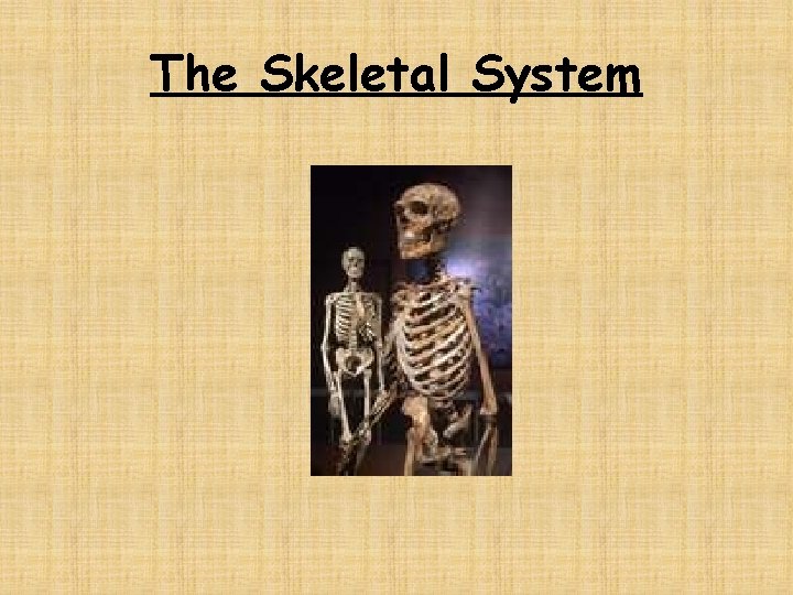 The Skeletal System 