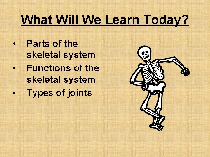 What Will We Learn Today? • • • Parts of the skeletal system Functions