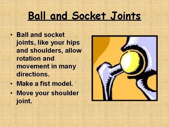 Ball and Socket Joints • Ball and socket joints, like your hips and shoulders,