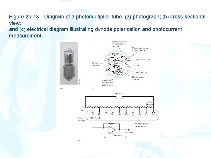Figure 25 -13 Diagram of a photomultiplier tube. (a) photograph; (b) cross-sectional view; and Figure 25 -13 Diagram of a photomultiplier tube. (a) photograph; (b) cross-sectional view; and