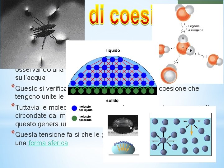 *Possiamo facilmente osservare le forze di coesione dell’acqua osservando una goccia di rugiada o *Possiamo facilmente osservare le forze di coesione dell’acqua osservando una goccia di rugiada o