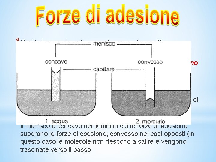 *Cos’è che non fa cadere queste gocce d’acqua? *Sono le forze di adesione fra *Cos’è che non fa cadere queste gocce d’acqua? *Sono le forze di adesione fra