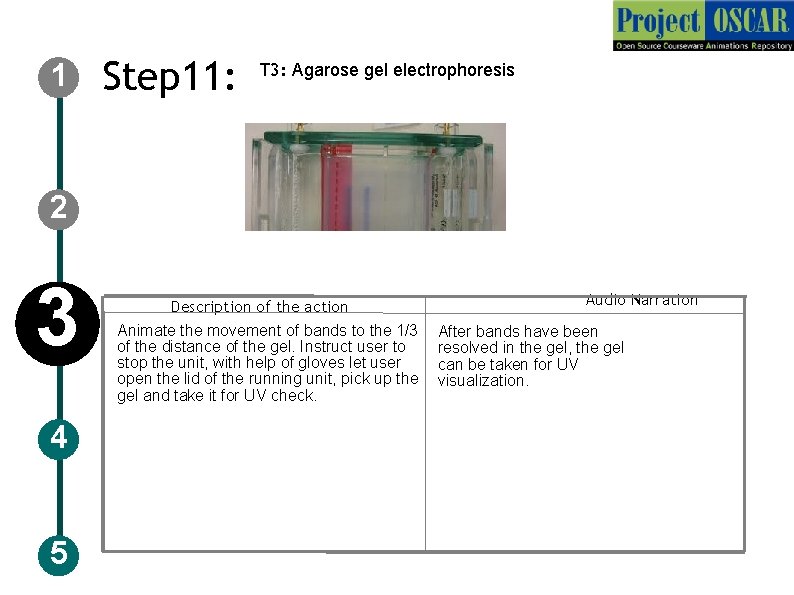 1 Step 11: T 3: Agarose gel electrophoresis 2 3 4 5 Description of