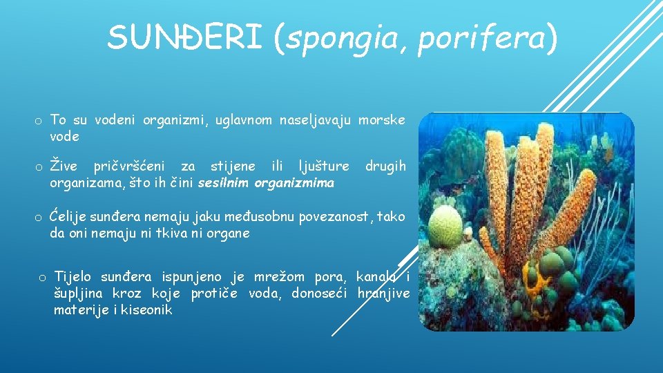 SUNĐERI (spongia, porifera) o To su vodeni organizmi, uglavnom naseljavaju morske vode o Žive