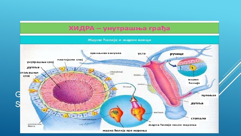 GRAĐA DUPLJARA NA PRIMJERU SLATKOVODNE HIDRE 