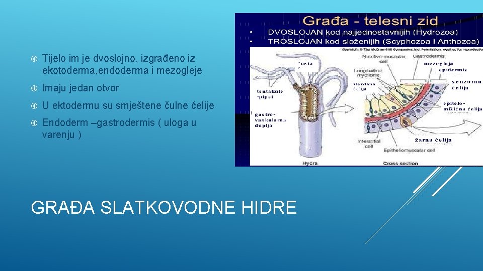  Tijelo im je dvoslojno, izgrađeno iz ekotoderma, endoderma i mezogleje Imaju jedan otvor