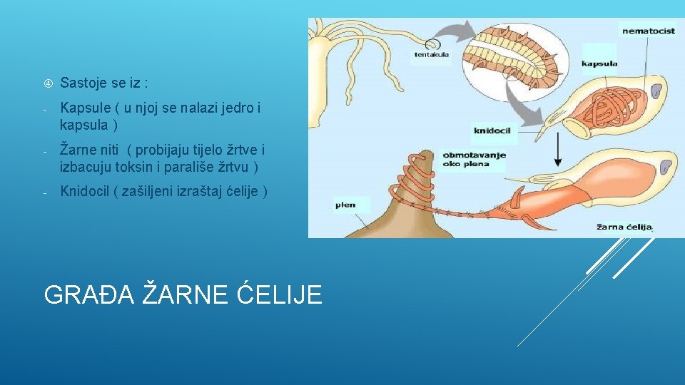  Sastoje se iz : - Kapsule ( u njoj se nalazi jedro i