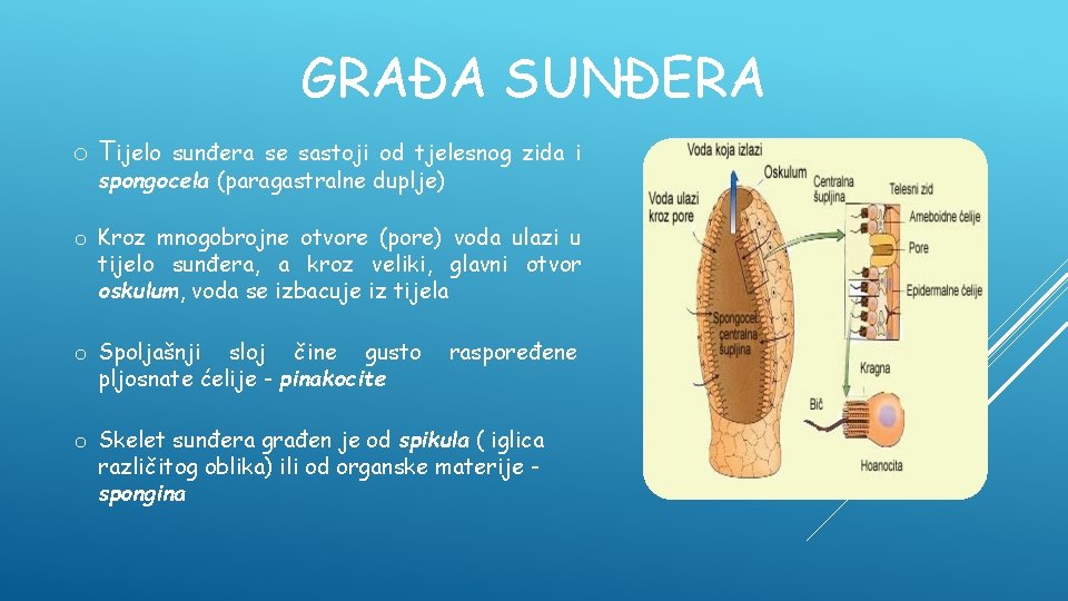 GRAĐA SUNĐERA o Tijelo sunđera se sastoji od tjelesnog zida i spongocela (paragastralne duplje)