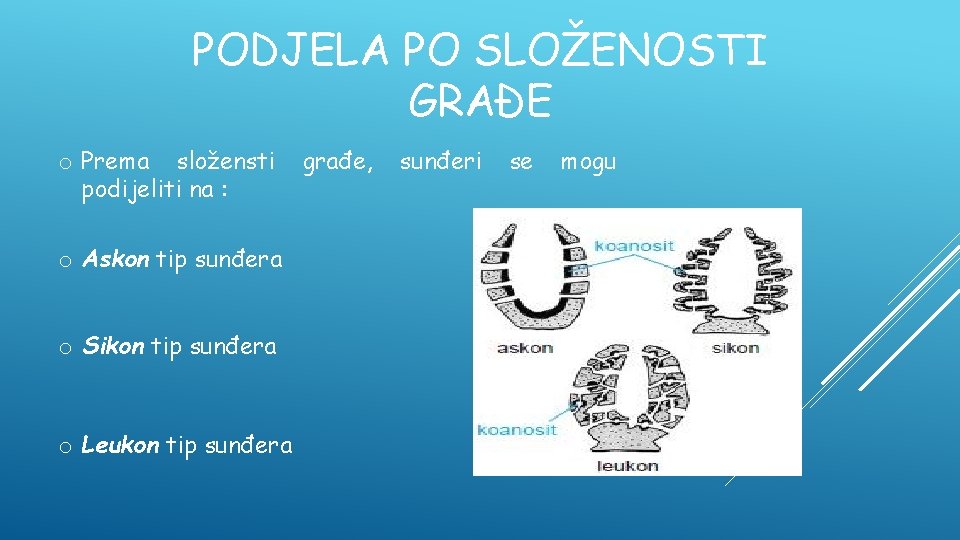 PODJELA PO SLOŽENOSTI GRAĐE o Prema složensti podijeliti na : o Askon tip sunđera