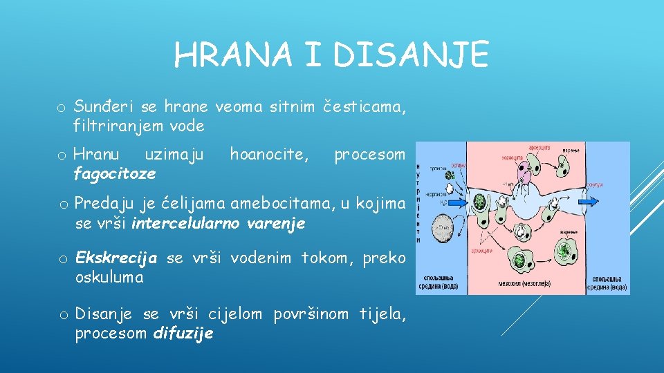 HRANA I DISANJE o Sunđeri se hrane veoma sitnim česticama, filtriranjem vode o Hranu