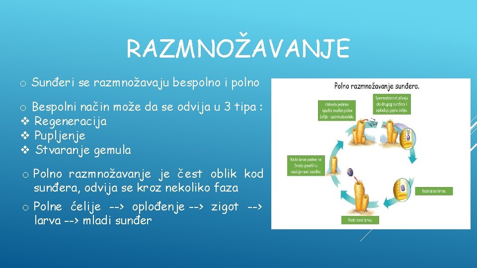 RAZMNOŽAVANJE o Sunđeri se razmnožavaju bespolno i polno o Bespolni način može da se