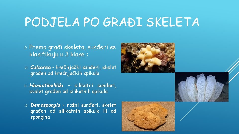 PODJELA PO GRAĐI SKELETA o Prema građi skeleta, sunđeri se klasifikuju u 3 klase