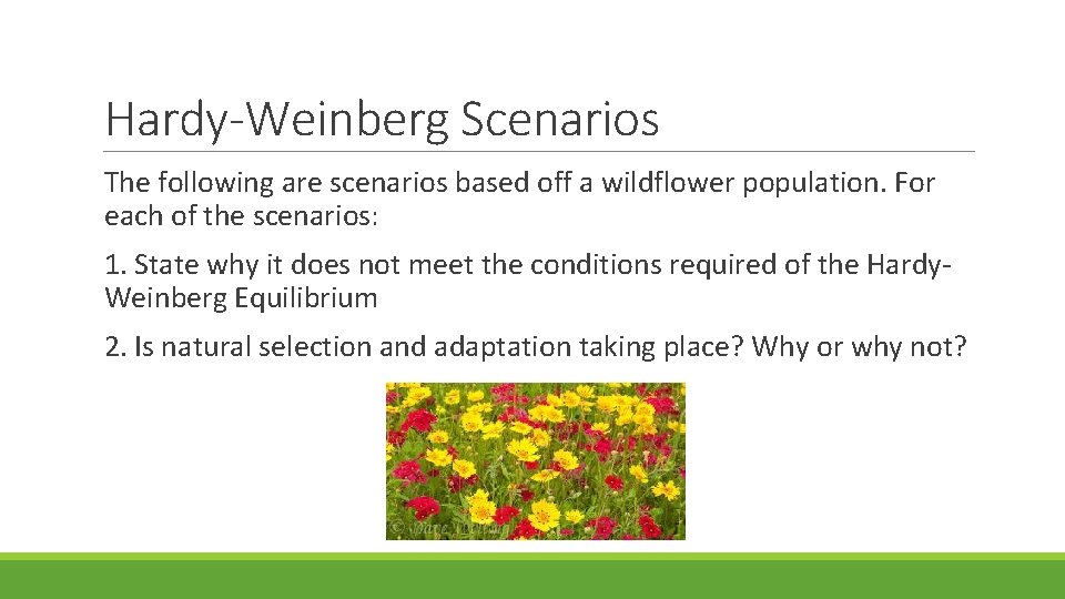 Hardy-Weinberg Scenarios The following are scenarios based off a wildflower population. For each of Hardy-Weinberg Scenarios The following are scenarios based off a wildflower population. For each of