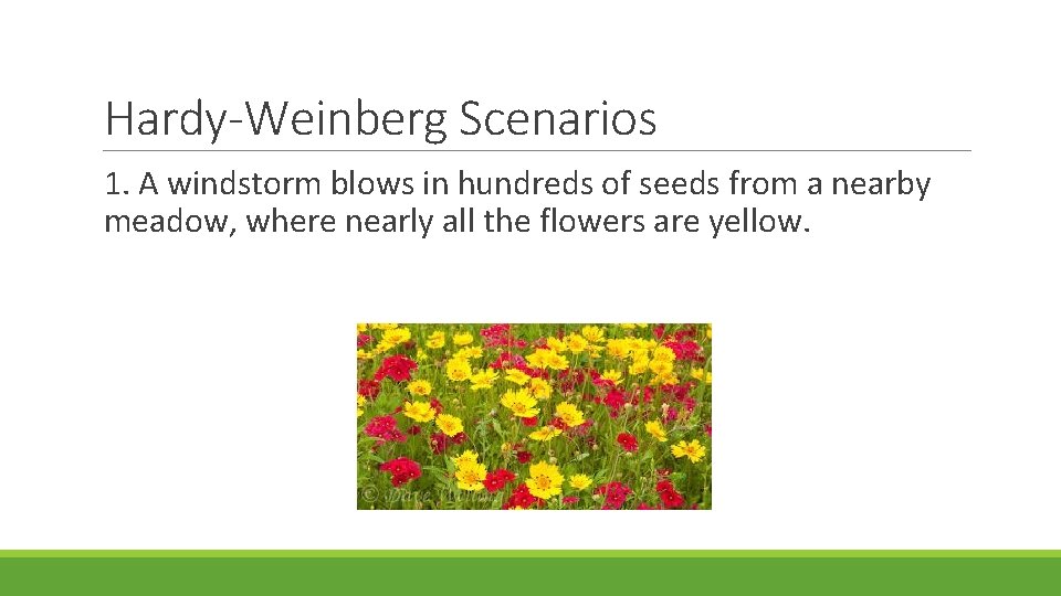 Hardy-Weinberg Scenarios 1. A windstorm blows in hundreds of seeds from a nearby meadow, Hardy-Weinberg Scenarios 1. A windstorm blows in hundreds of seeds from a nearby meadow,