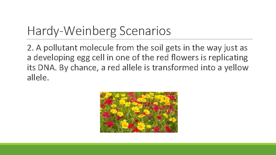 Hardy-Weinberg Scenarios 2. A pollutant molecule from the soil gets in the way just Hardy-Weinberg Scenarios 2. A pollutant molecule from the soil gets in the way just