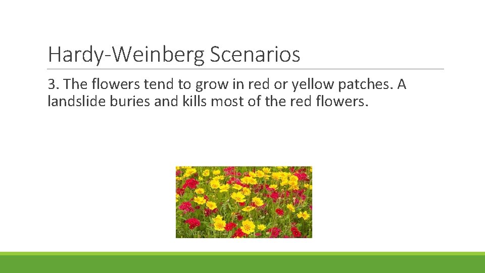 Hardy-Weinberg Scenarios 3. The flowers tend to grow in red or yellow patches. A Hardy-Weinberg Scenarios 3. The flowers tend to grow in red or yellow patches. A
