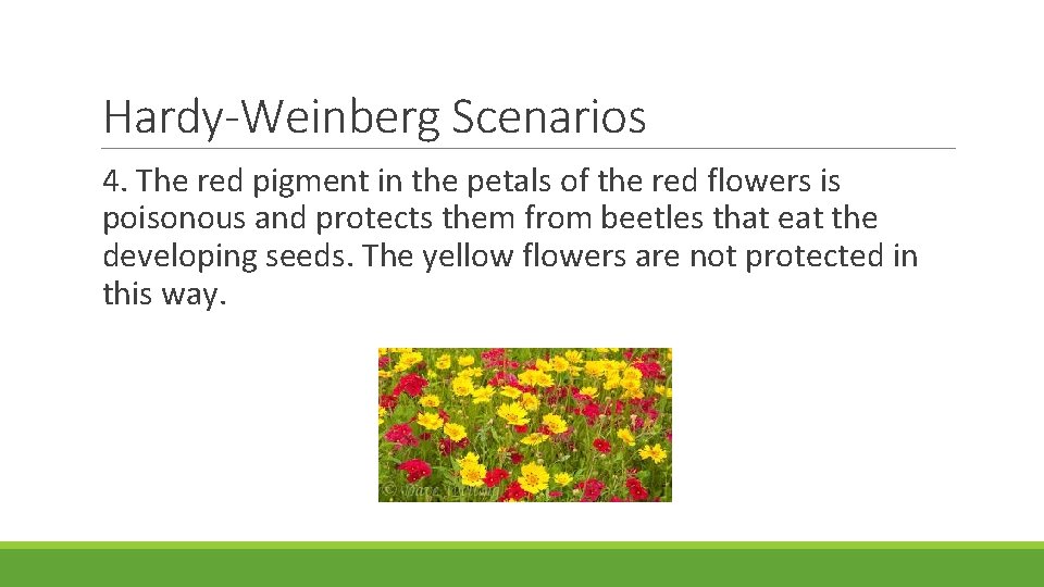 Hardy-Weinberg Scenarios 4. The red pigment in the petals of the red flowers is Hardy-Weinberg Scenarios 4. The red pigment in the petals of the red flowers is